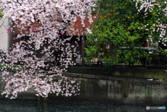 桜と蜜柑