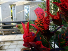 croton