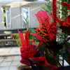 croton