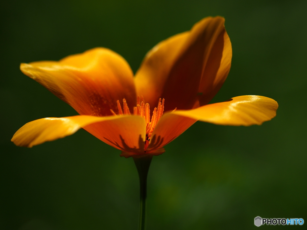 花菱草