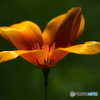 花菱草