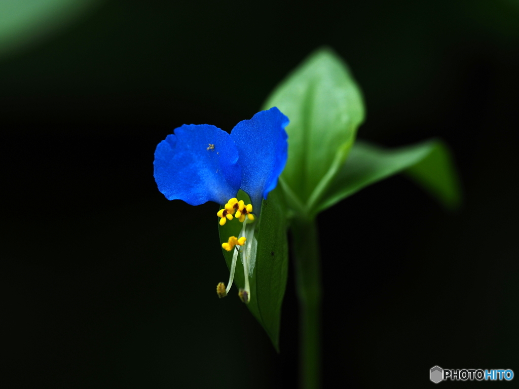 その日のうちにしぼむ花