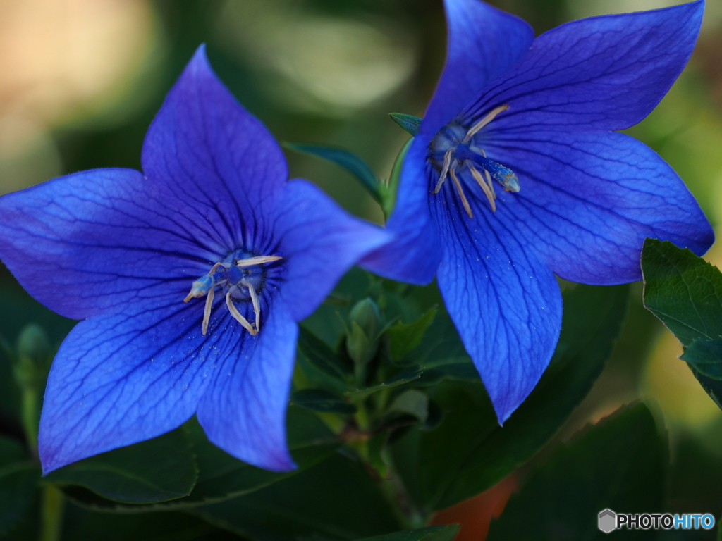 Fall Blue