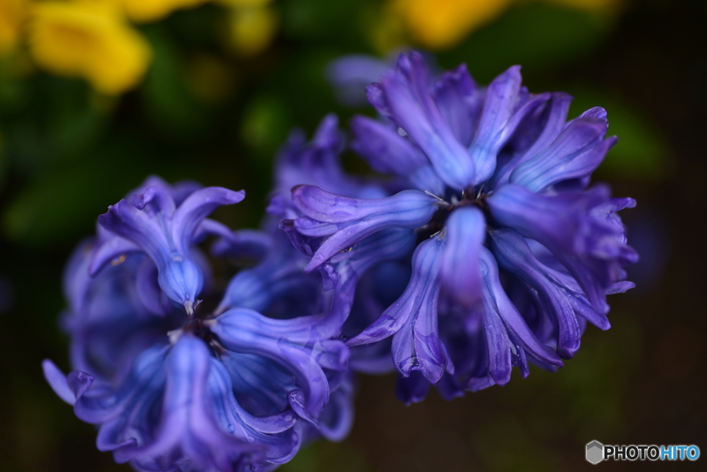 Hyacinth's Blue