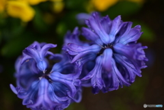 Hyacinth's Blue