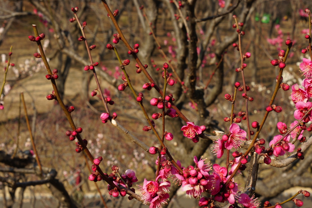 梅は咲いたか 桜はまだかいな