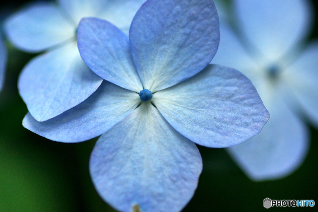 紫陽花の季節も