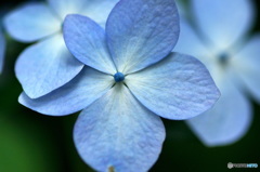 紫陽花の季節も