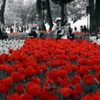 Part Color RED-2