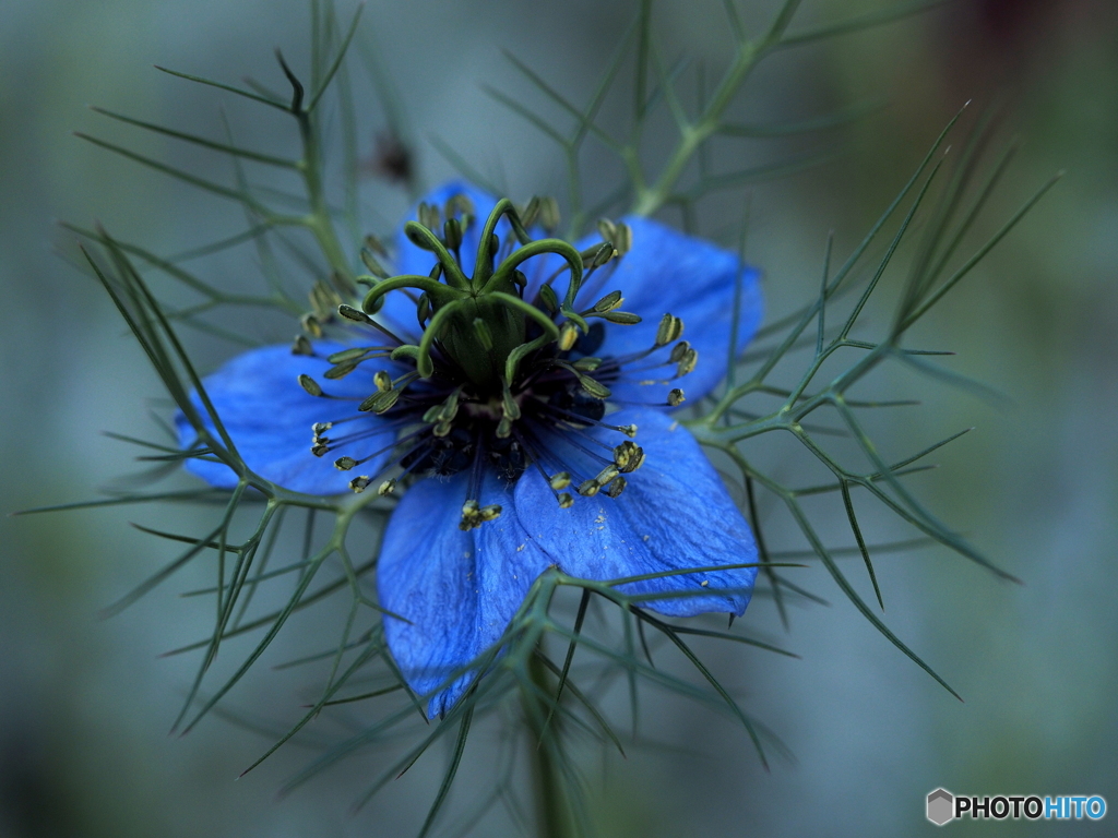 Nigella 