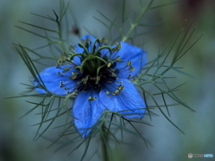 Nigella 