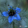 Nigella 