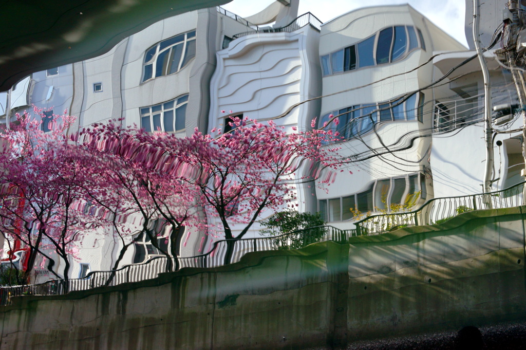お遊びで　横浜緋桜-4