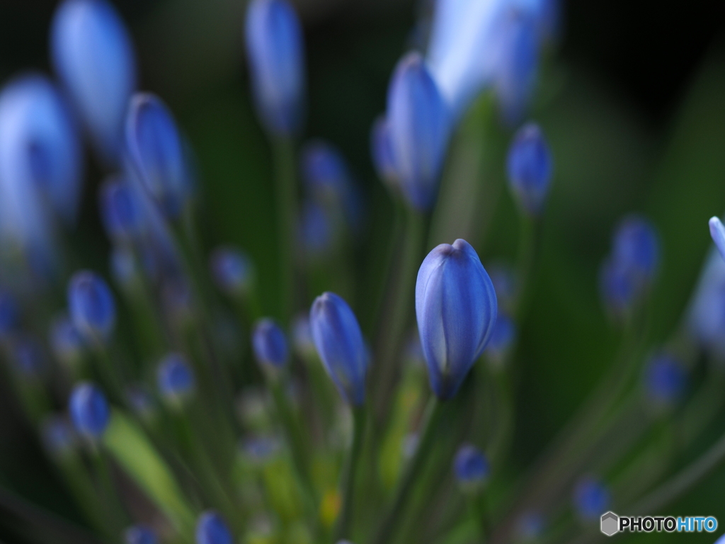 Agapanthus  blue