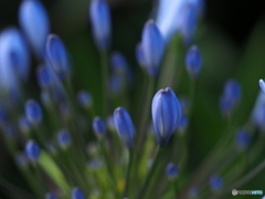 Agapanthus  blue