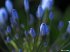 Agapanthus  blue