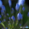Agapanthus  blue