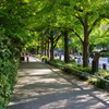 新緑の横浜