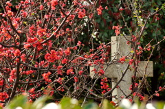 外人墓地の春