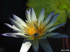 Water lily