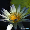 Water lily