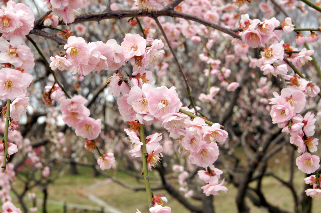 根岸の梅-3