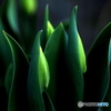 Tulipán de invierno
