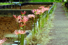 Red spider lily