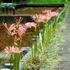Red spider lily