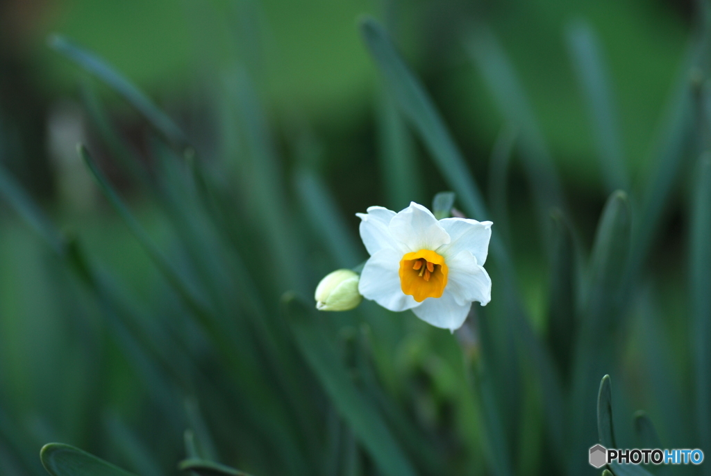 冬の花