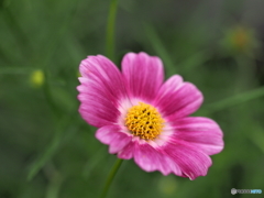 秋桜