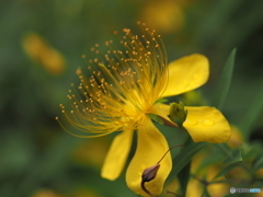 Hypericum