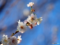 冬桜