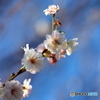 冬桜