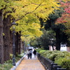 Autumn in Yokohama