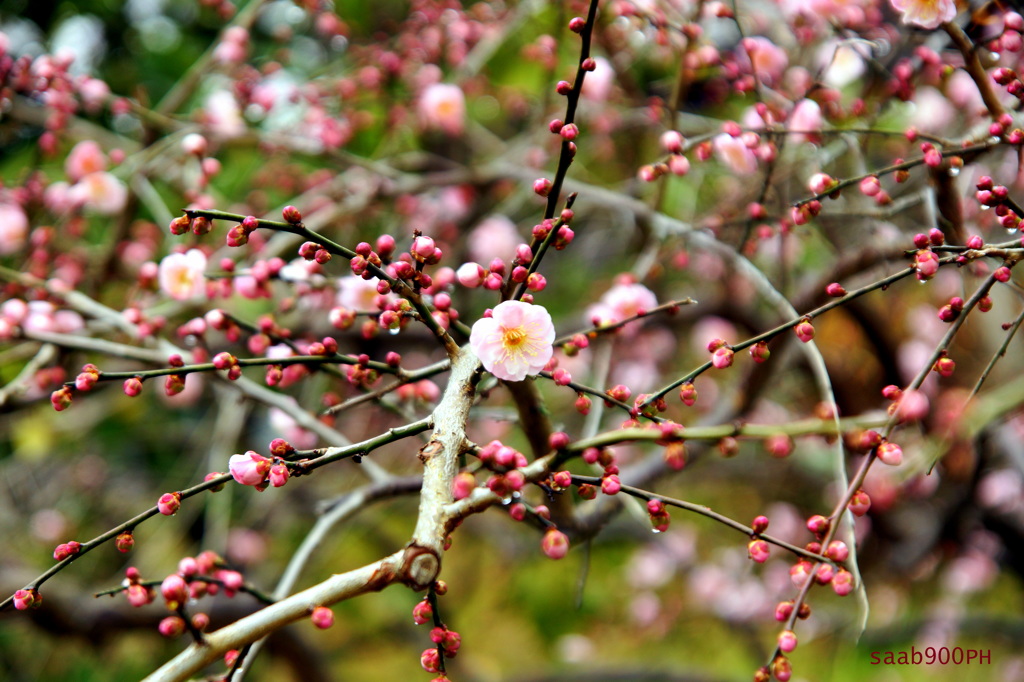 イタリア山の梅