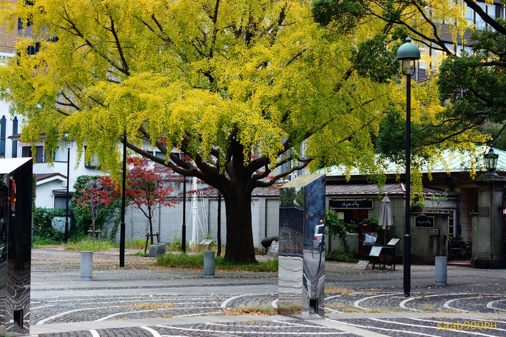 横浜紅葉