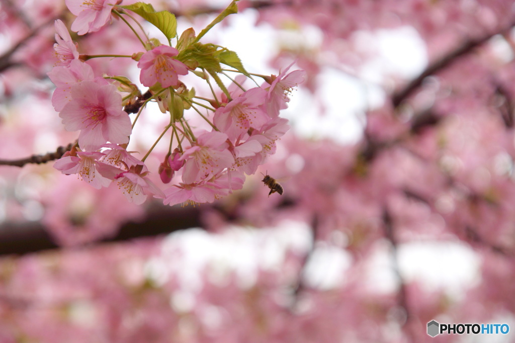 山手の河津桜