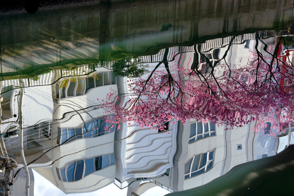 横浜緋桜-4
