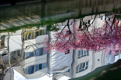 横浜緋桜-4