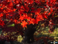 三渓園の赤紅葉