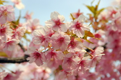 山手の河津桜-3