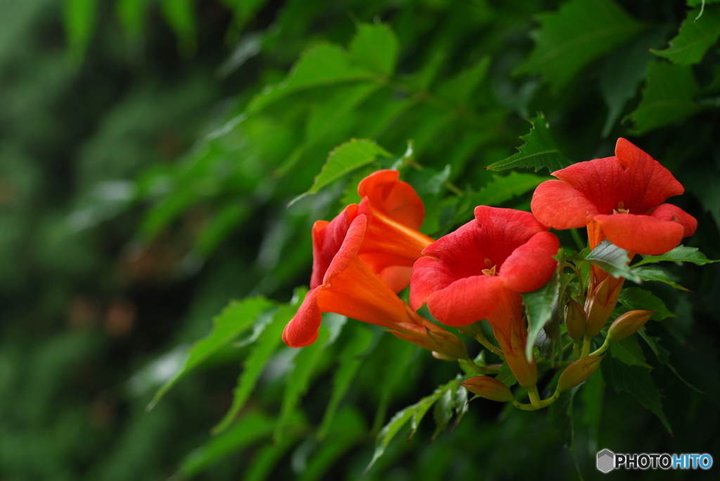 Trumpet creeper