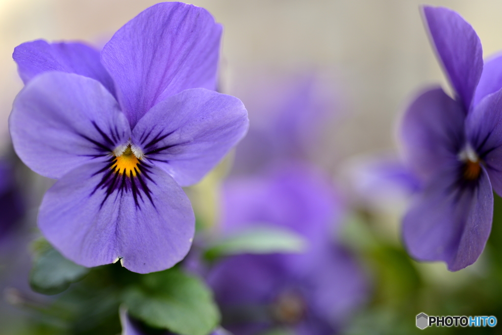 Light purple color tone