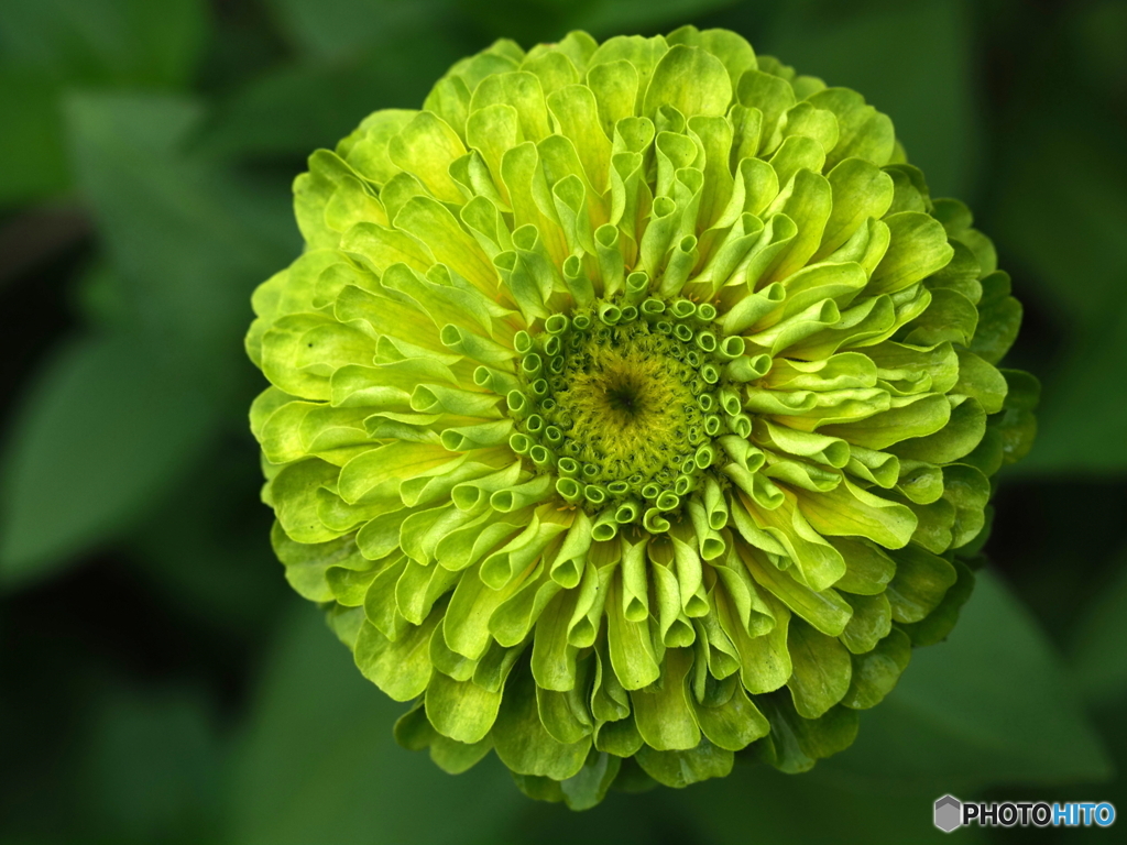 Green zinnia