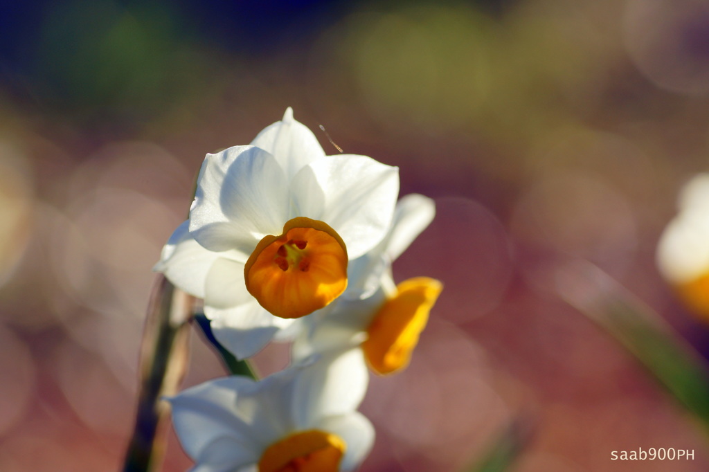 新春の花