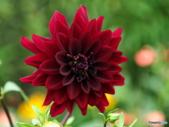 深紅