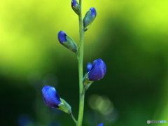 Blue & Green