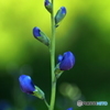 Blue & Green