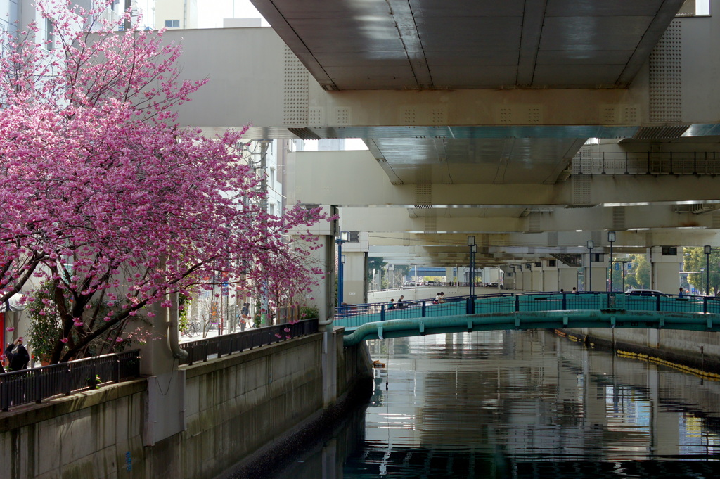 横浜緋桜-3